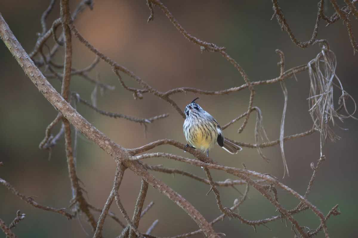 Tufted Tit-Tyrant - ML619062731