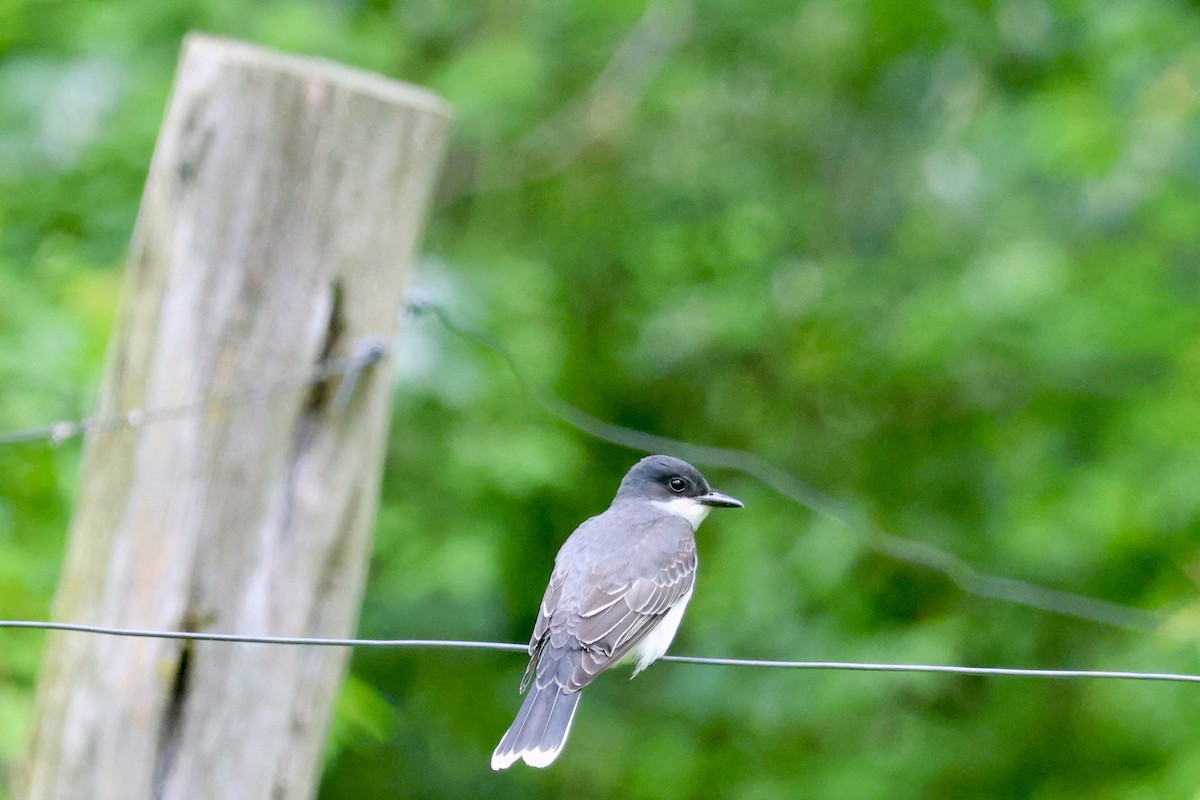 Eastern Kingbird - Tanya Burnett