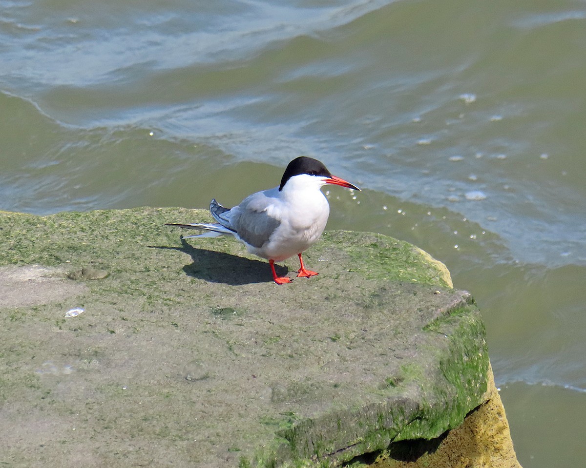 Common Tern - ML619062745