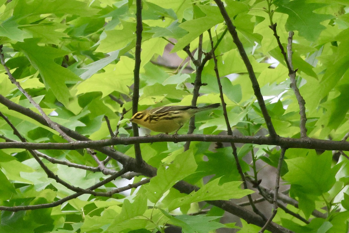 Prairie Warbler - Tanya Burnett