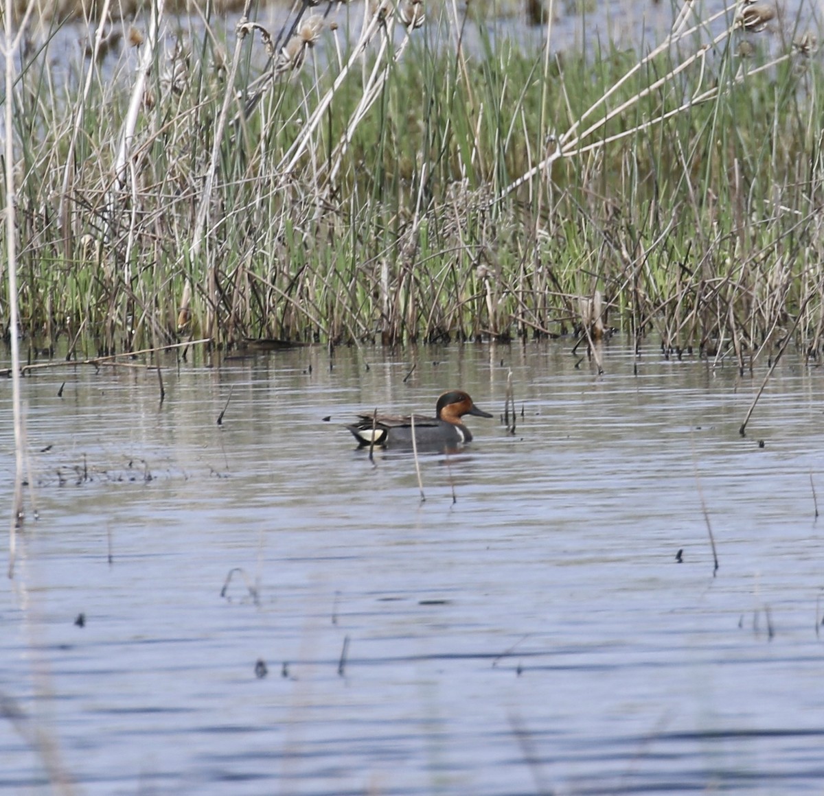 Green-winged Teal - Aaron Shipe