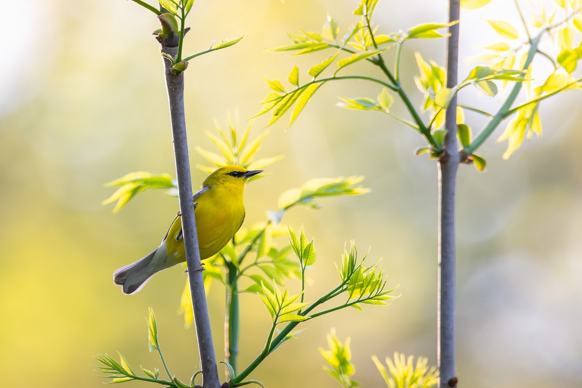 Blue-winged Warbler - Alex Busato