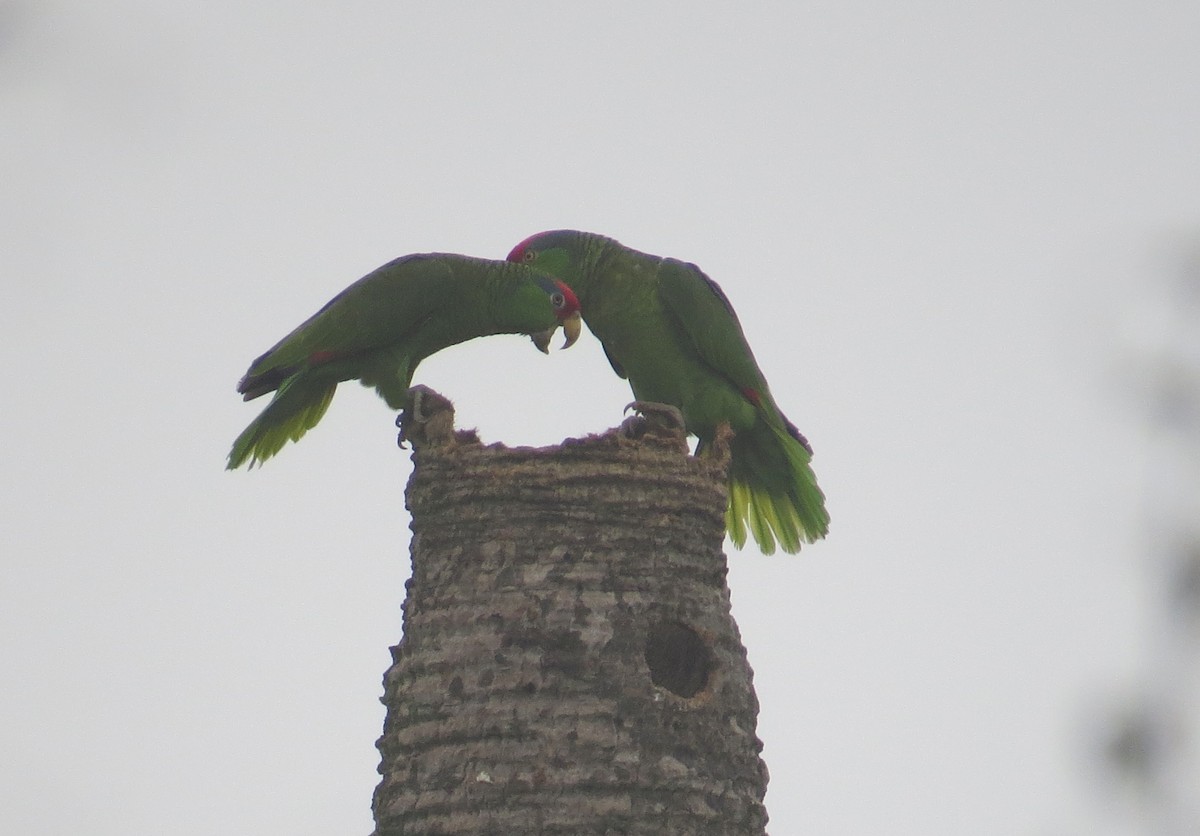 Red-crowned Parrot - Matt Hofeditz