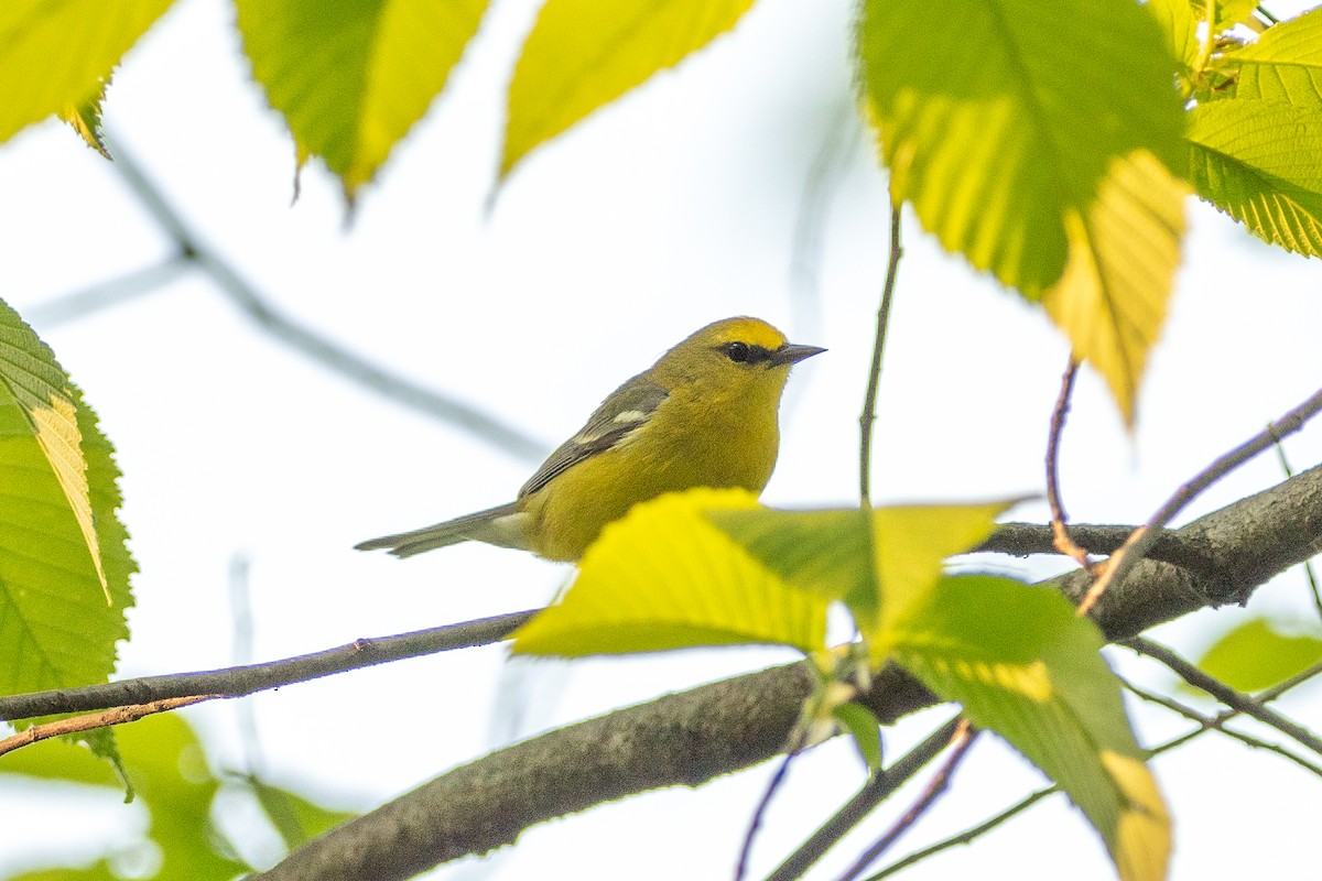 Blue-winged Warbler - Kevin Powers