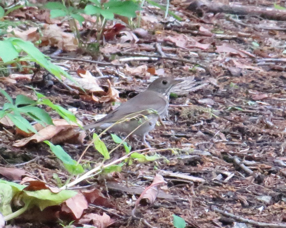 Gray-cheeked Thrush - Greg Moyers