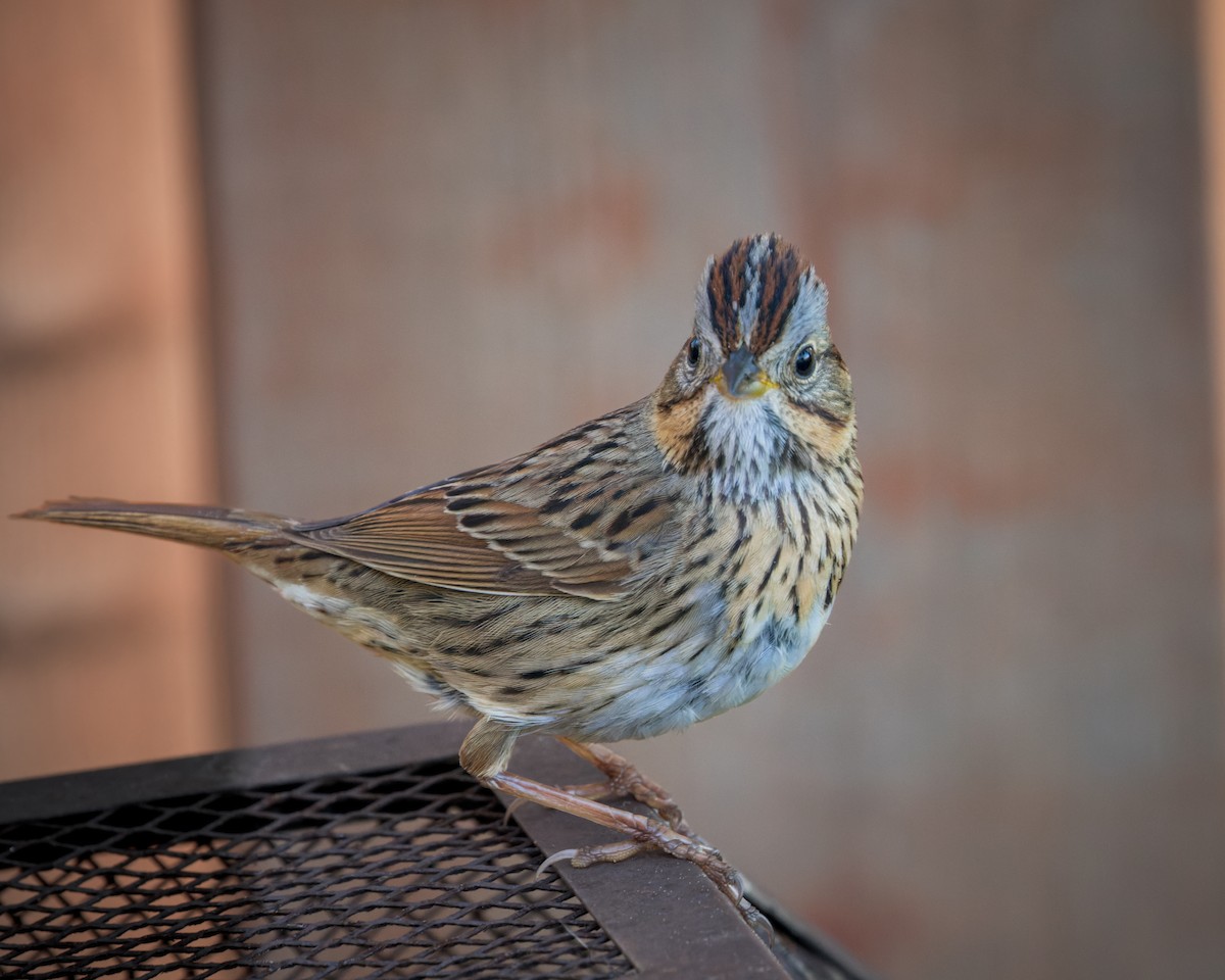 Lincoln's Sparrow - Brad Reinhardt