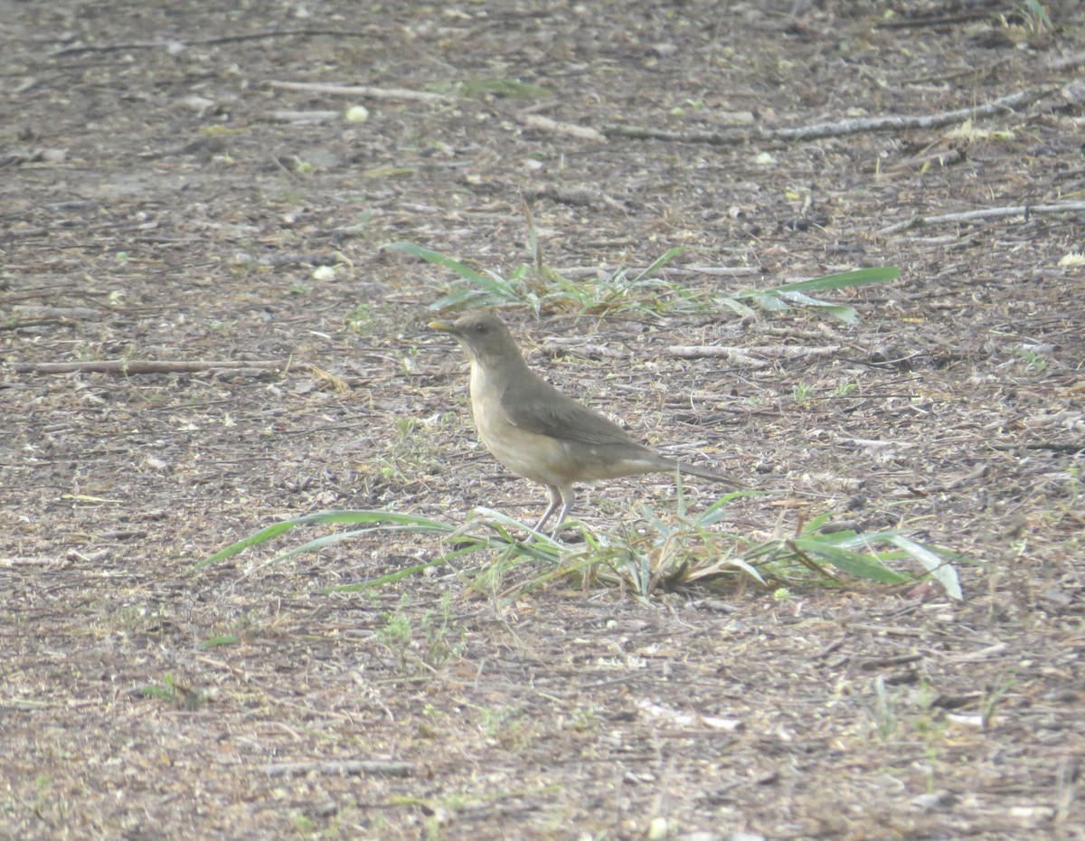 Clay-colored Thrush - Matt Hofeditz