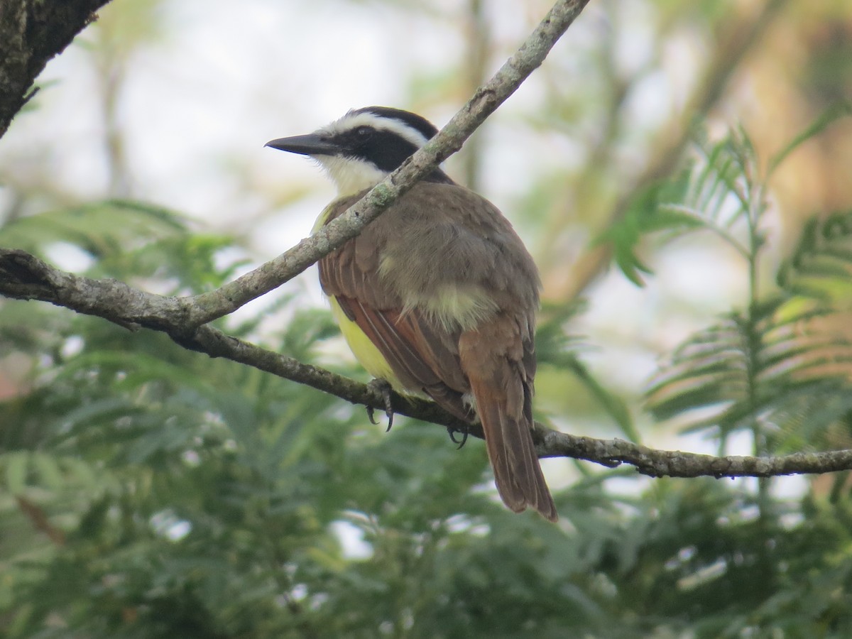 Great Kiskadee - ML619062899