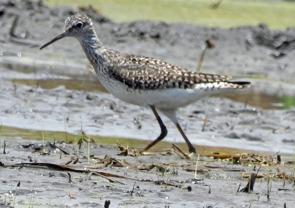 Lesser Yellowlegs - ML619062922