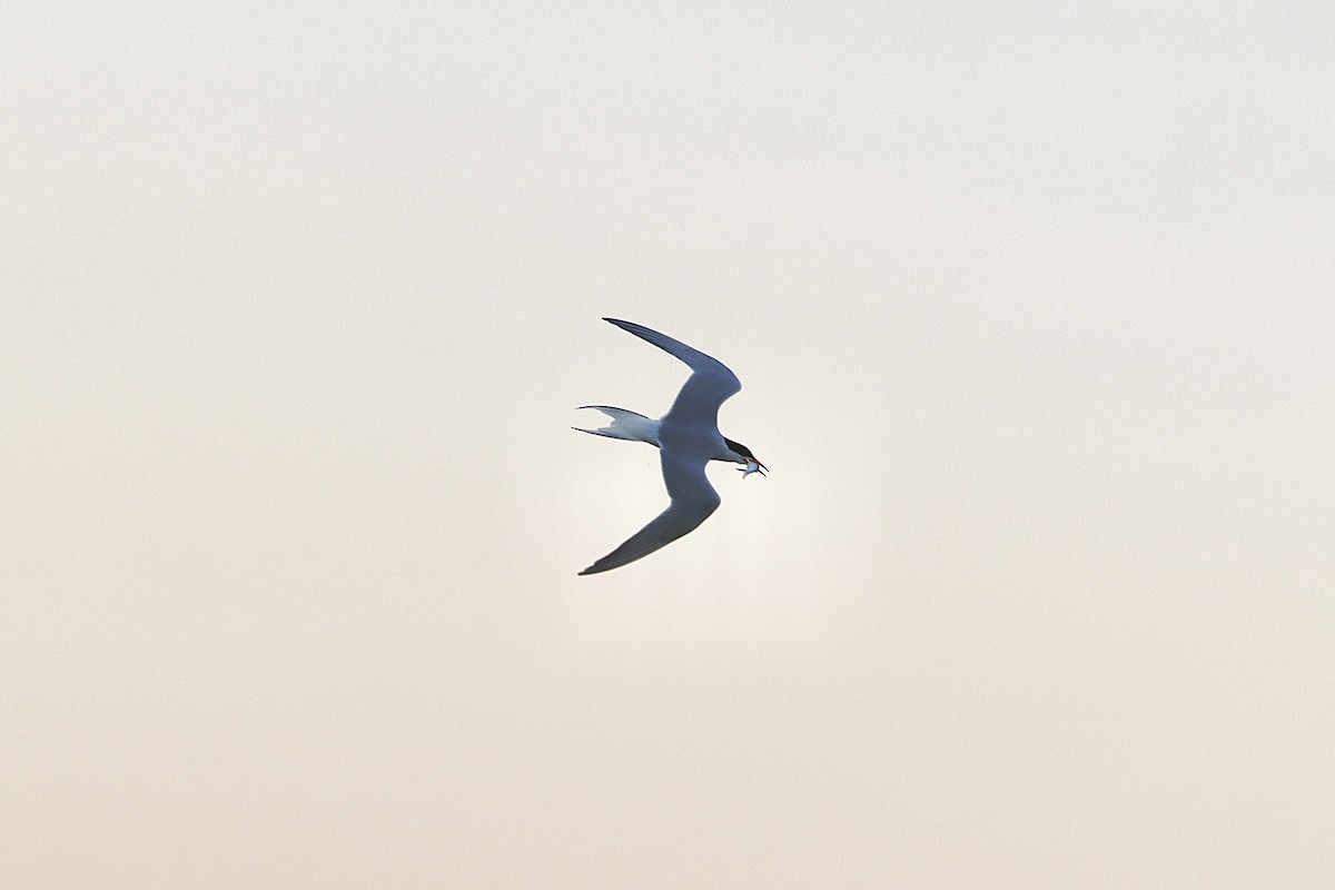 Common Tern - Jonathan Fisher