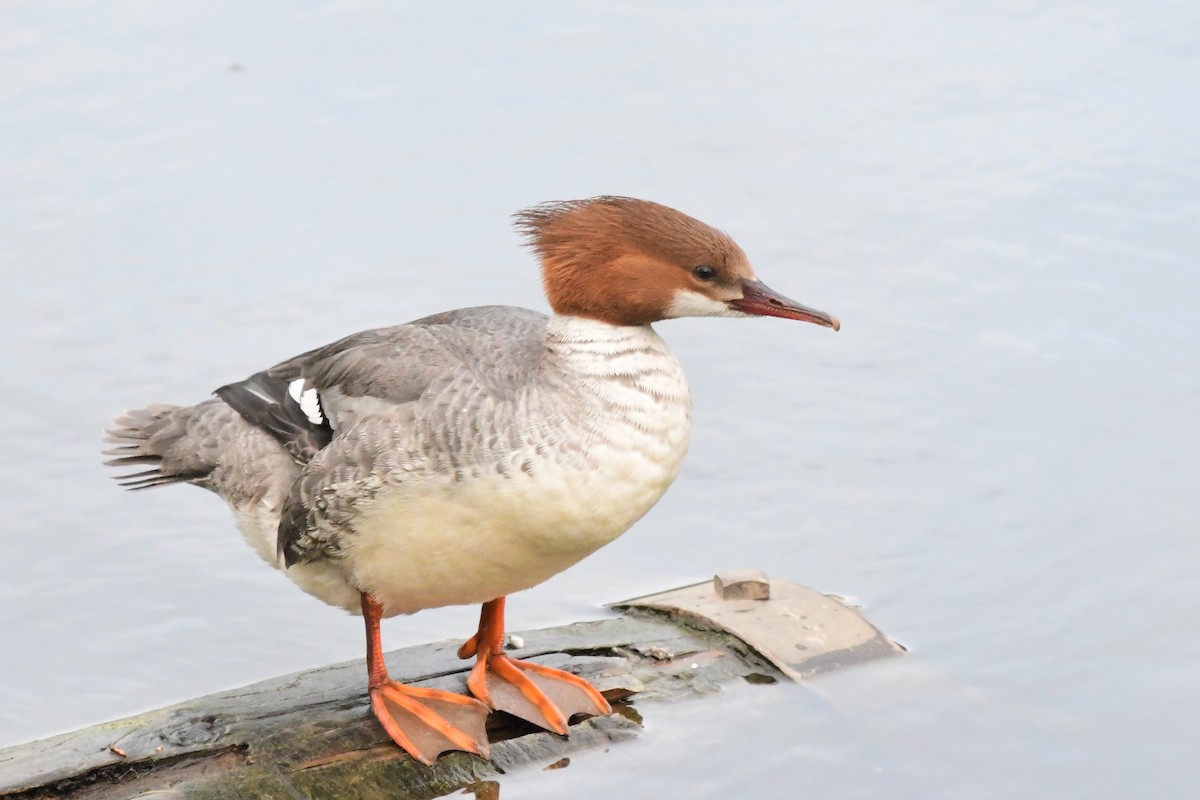 Common Merganser - Winston Poon