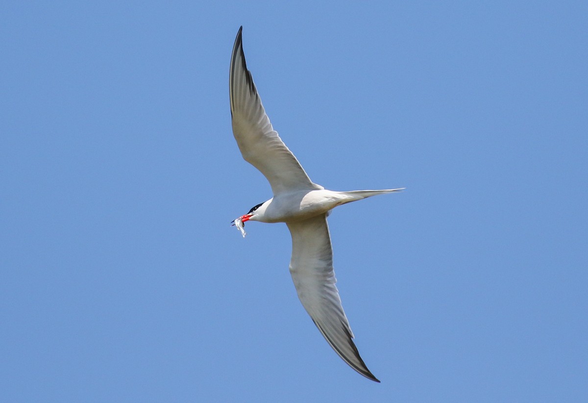 Common Tern - Hannah Toutonghi