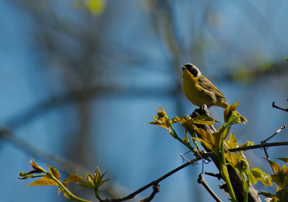 Common Yellowthroat - ML619062948