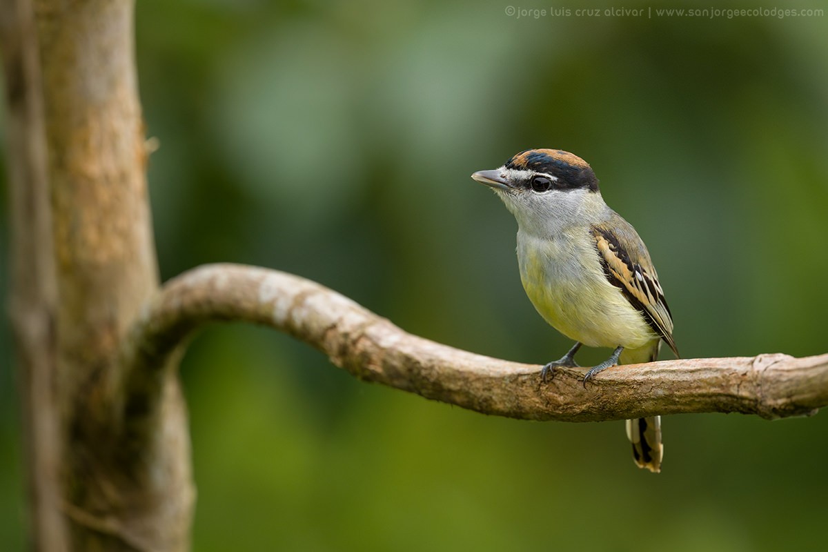 Black-and-white/Cryptic Becard - Jorge Luis Cruz Alcivar - Magic Birding Tours