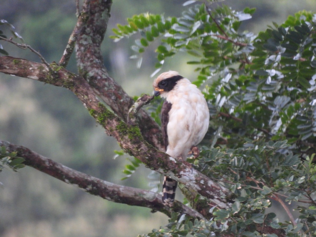 Laughing Falcon - ML619062952