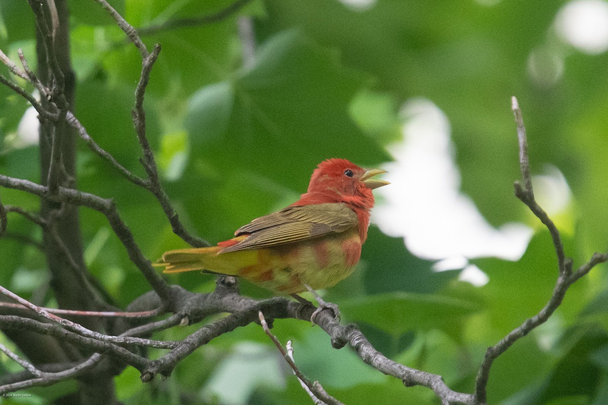 Summer Tanager - ML619062960