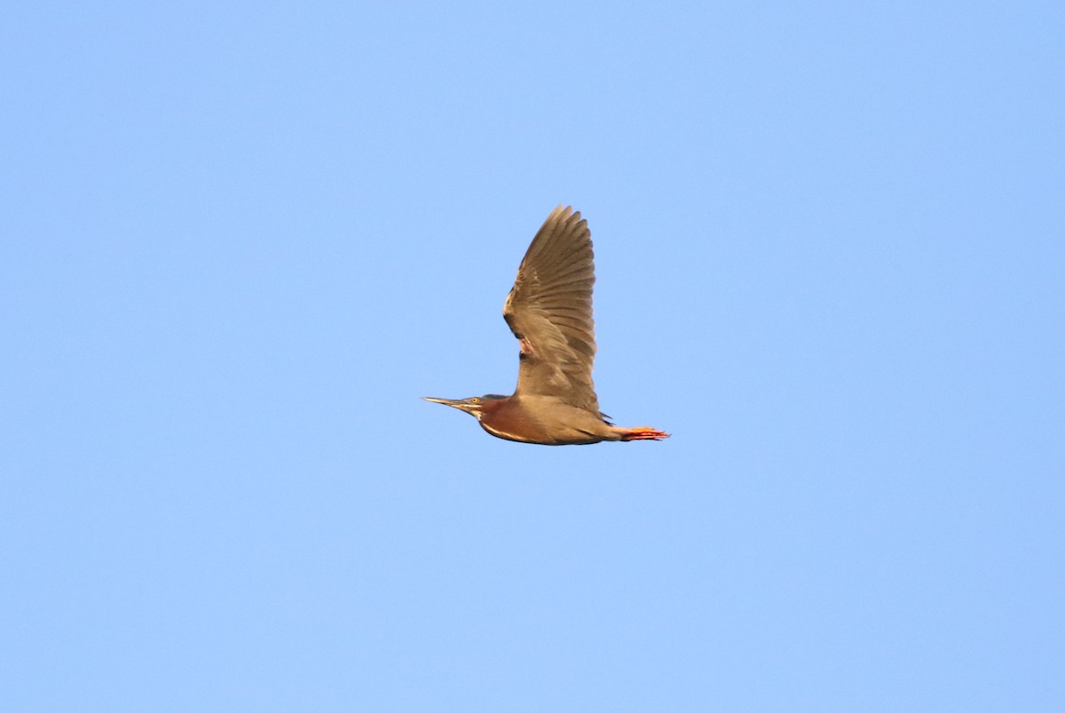 Green Heron - Hannah Toutonghi