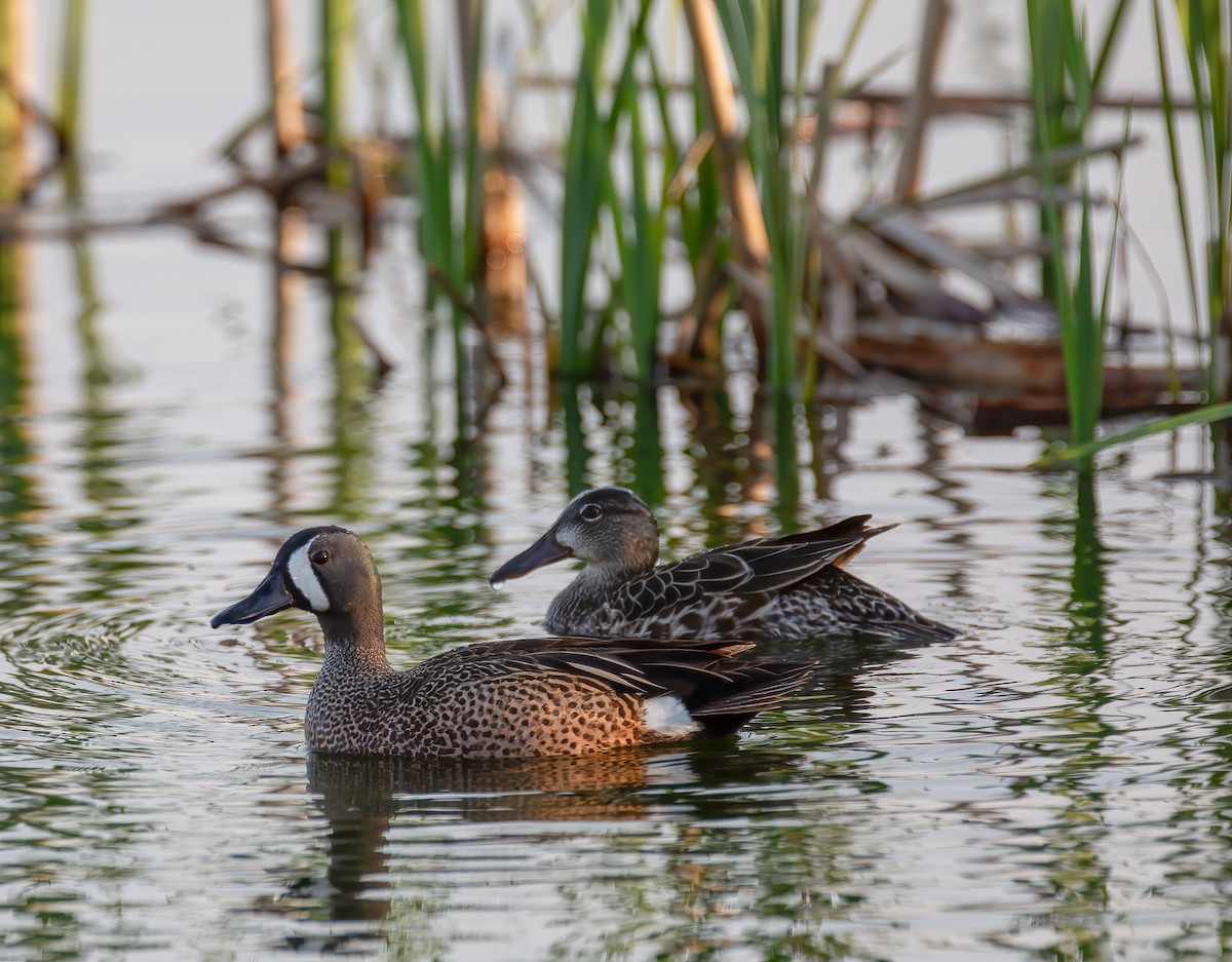 Blue-winged Teal - ML619063025