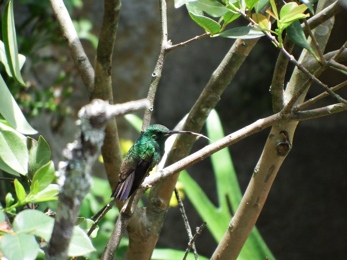 Green-bellied Hummingbird - Angela Bernal Contreras