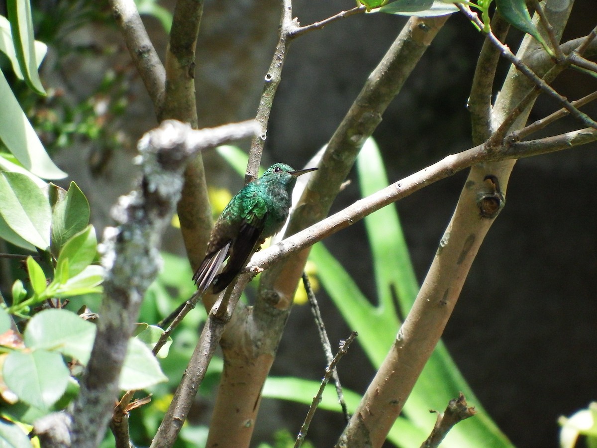 Green-bellied Hummingbird - Angela Bernal Contreras