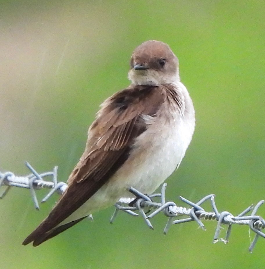 Northern Rough-winged Swallow - Paul McKenzie