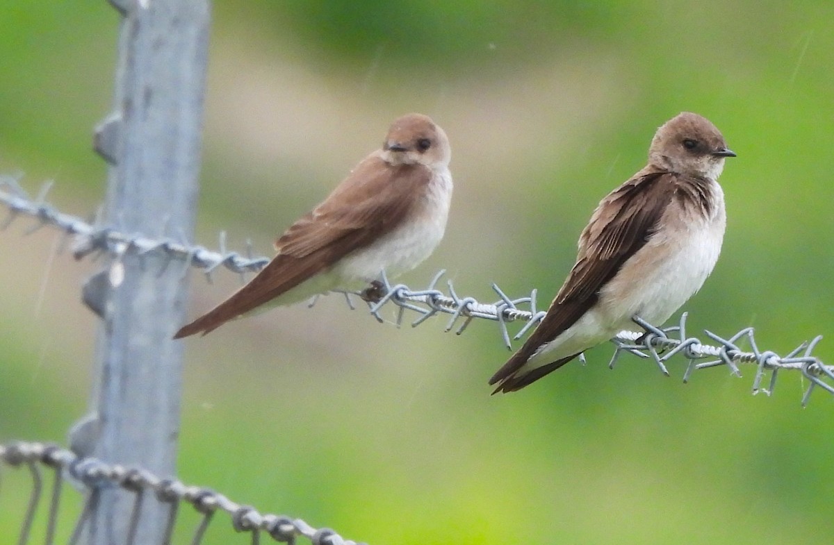 Northern Rough-winged Swallow - Paul McKenzie