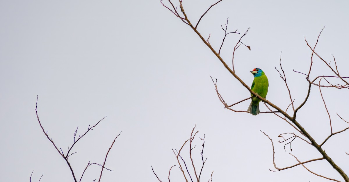 Blauwangen-Bartvogel - ML619063092