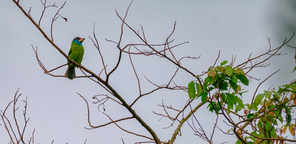 Blauwangen-Bartvogel - ML619063093