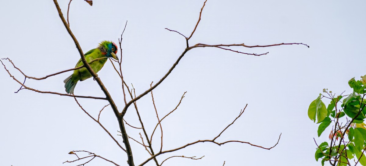 Blauwangen-Bartvogel - ML619063095