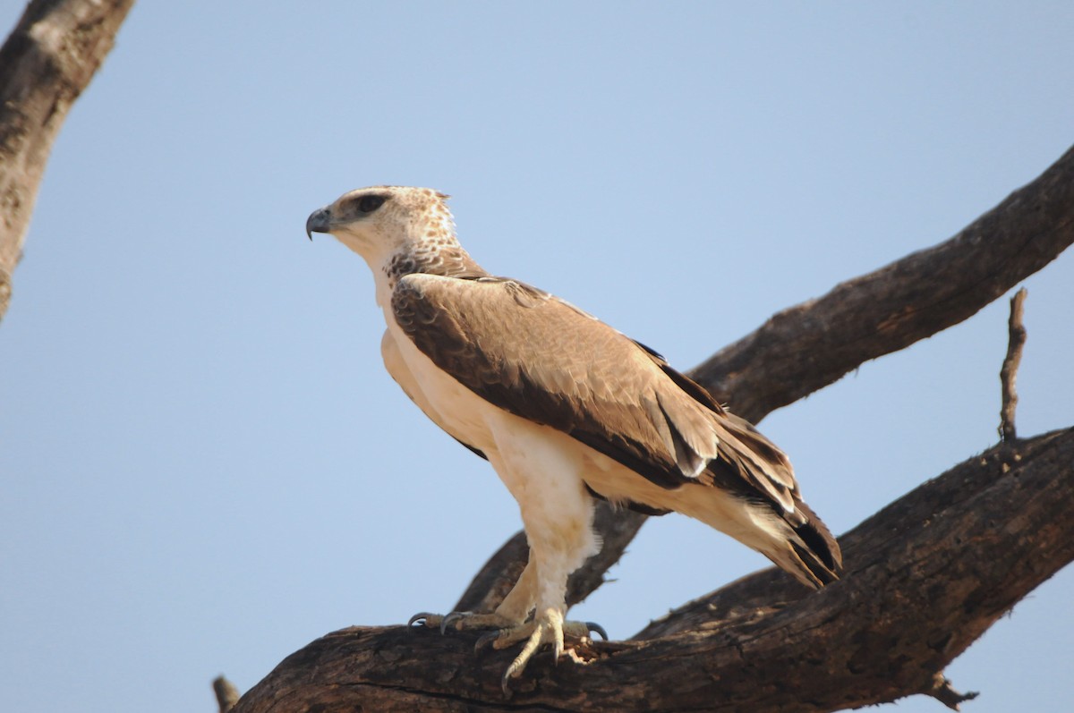 Martial Eagle - Dominic More O’Ferrall