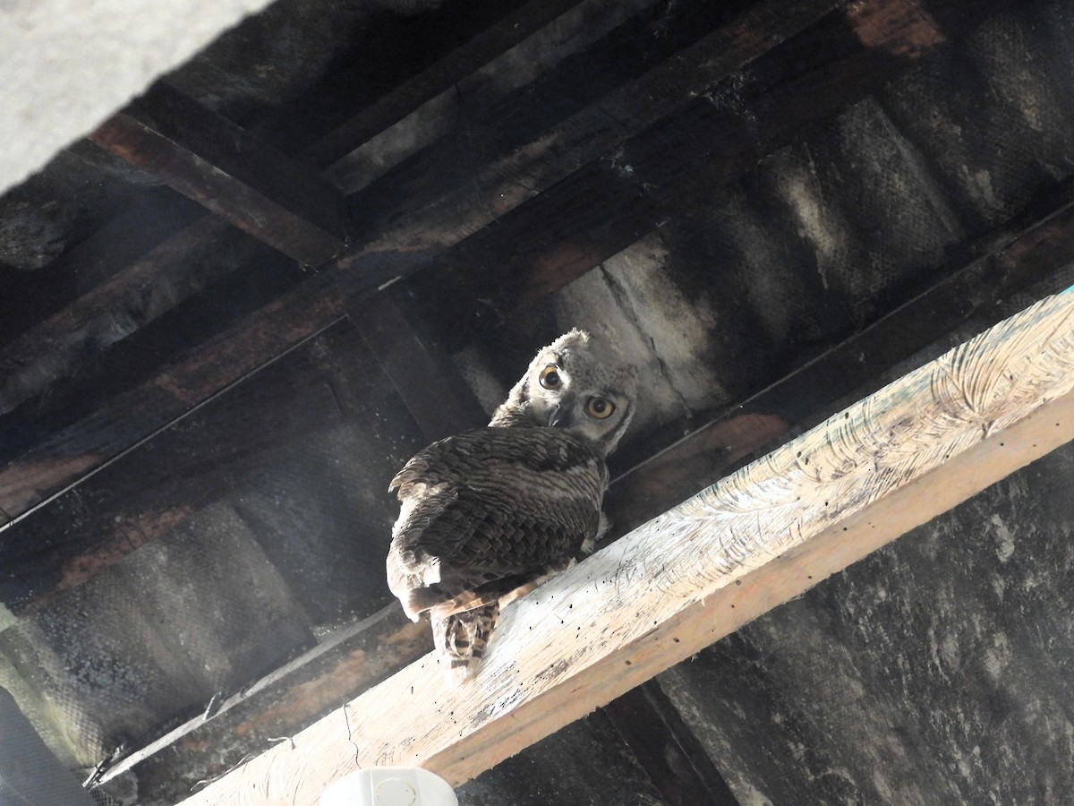 Great Horned Owl - Jose Fernando Sanchez O.