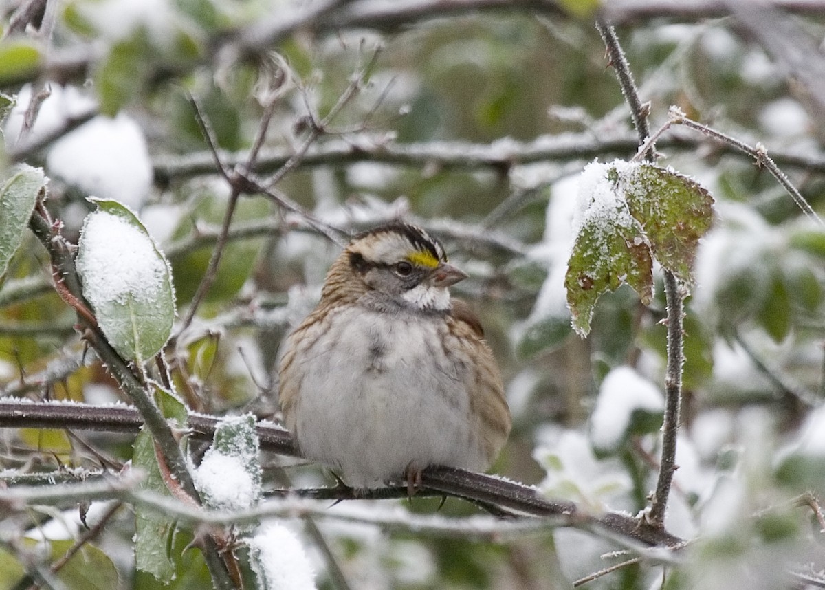White-throated Sparrow - Rachel Holzman
