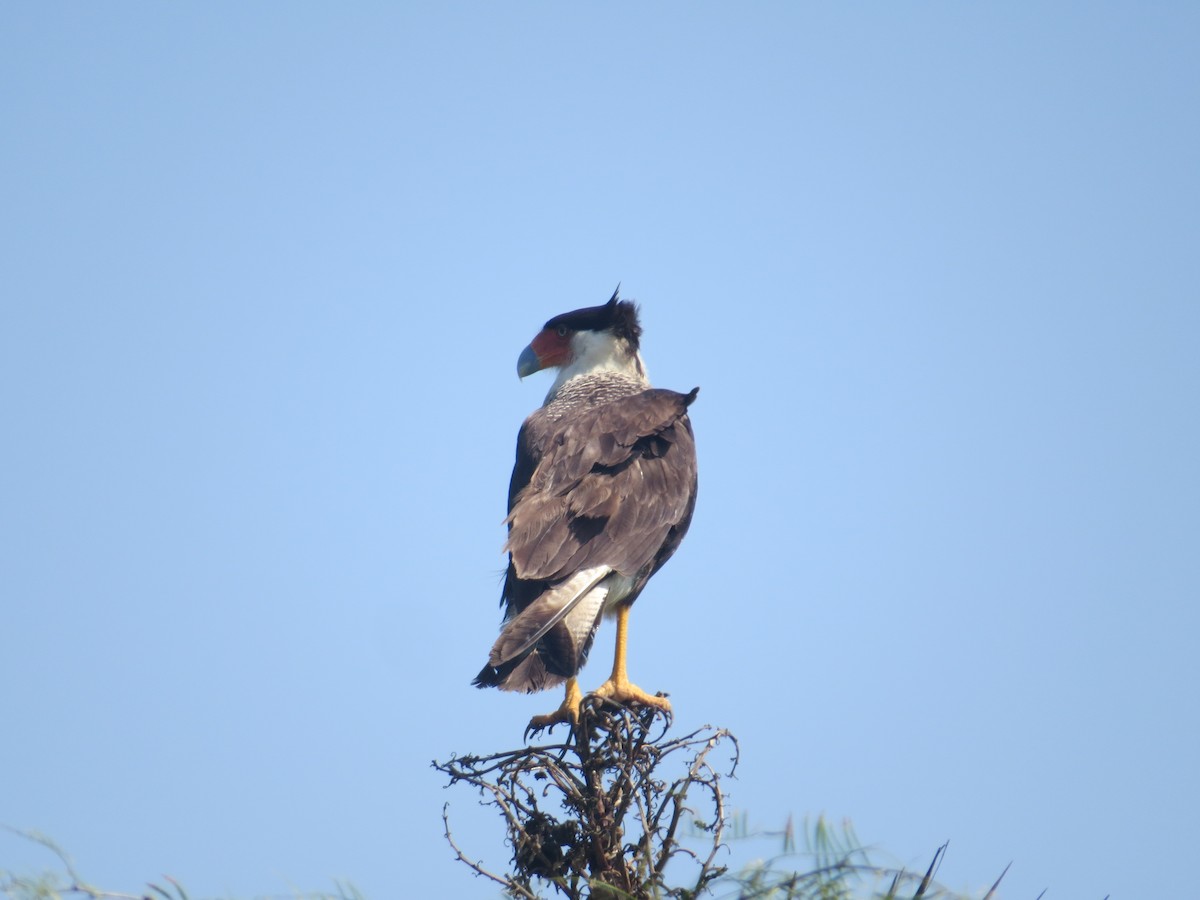 Caracara huppé - ML619063135