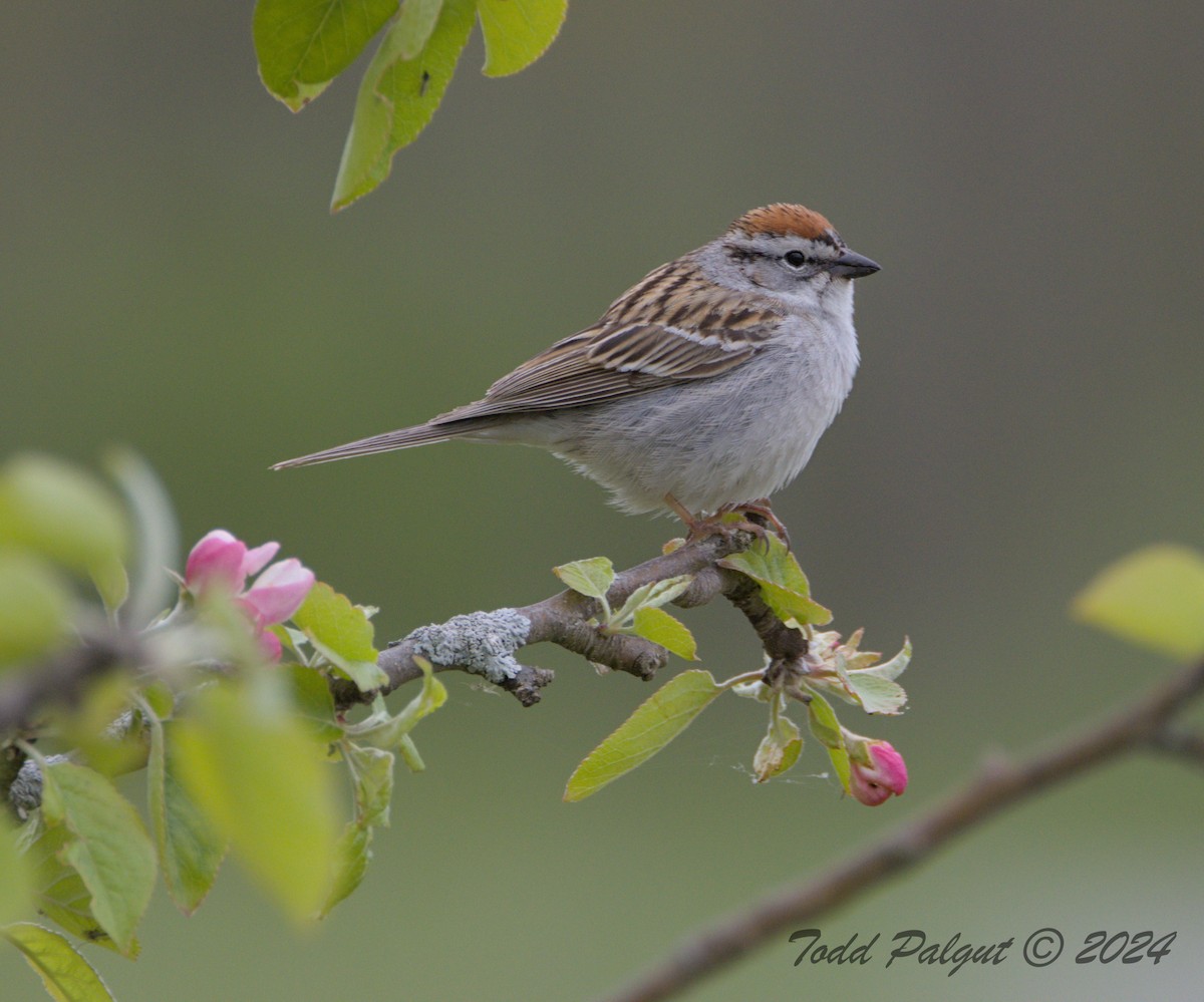 Chipping Sparrow - t palgut