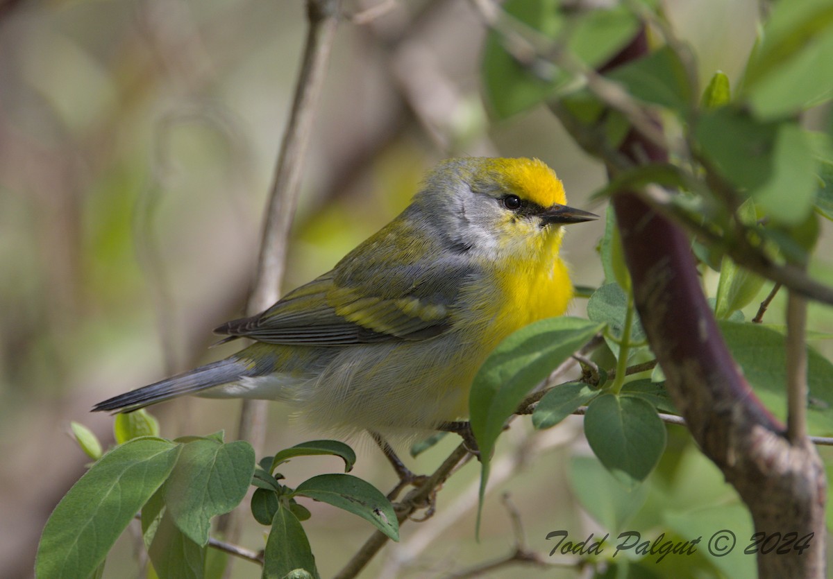 Brewster's Warbler (hybrid) - t palgut