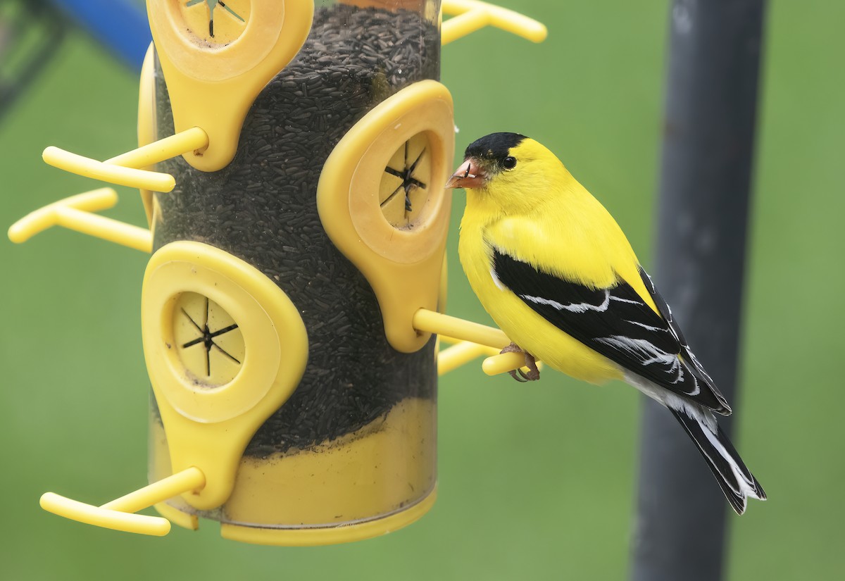 American Goldfinch - ML619063165