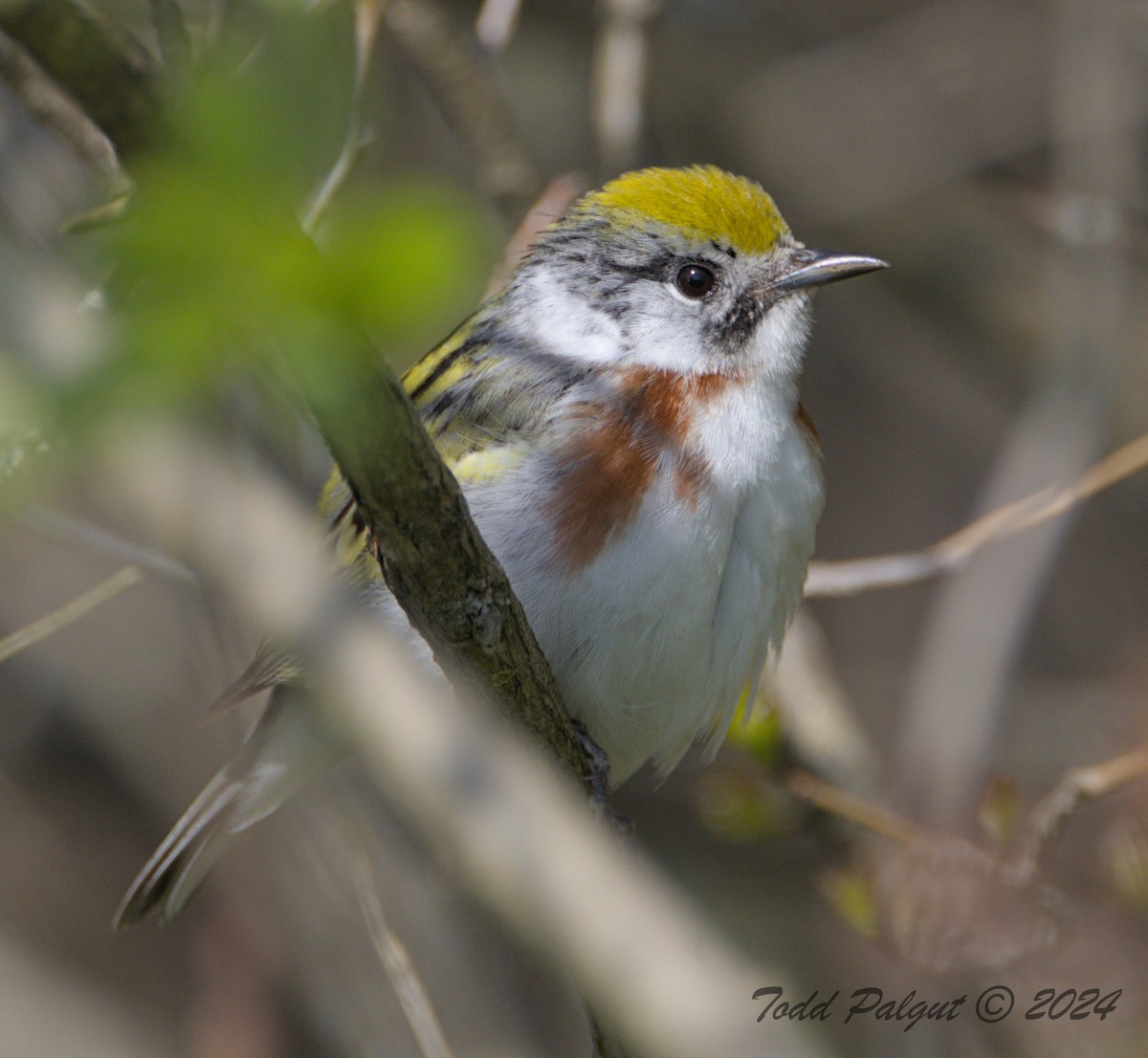 Chestnut-sided Warbler - t palgut