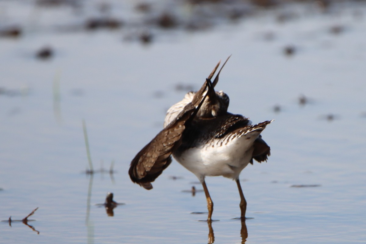 Solitary Sandpiper - ML619063167