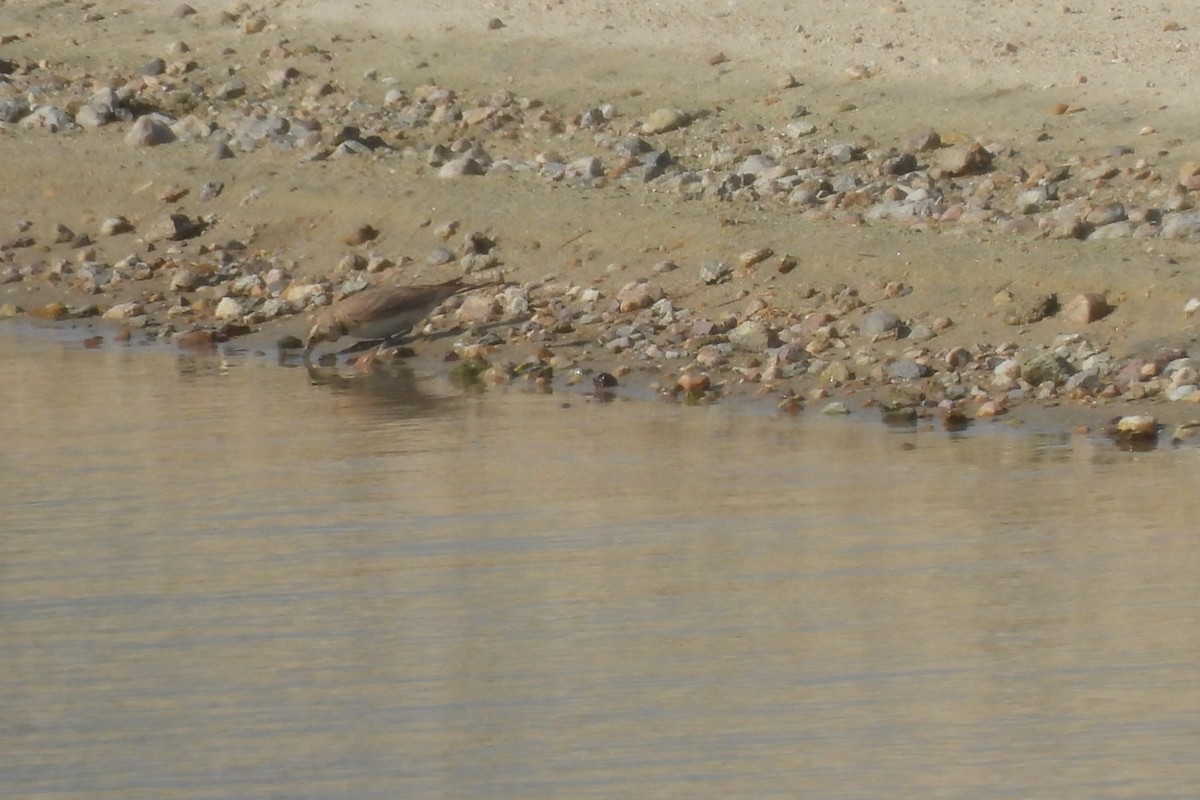 Horned Lark - Bret Elgersma