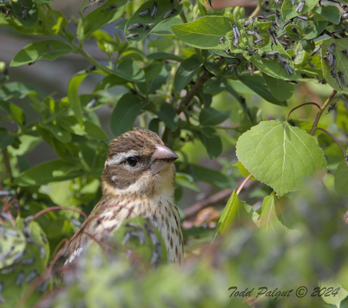 Rose-breasted Grosbeak - t palgut