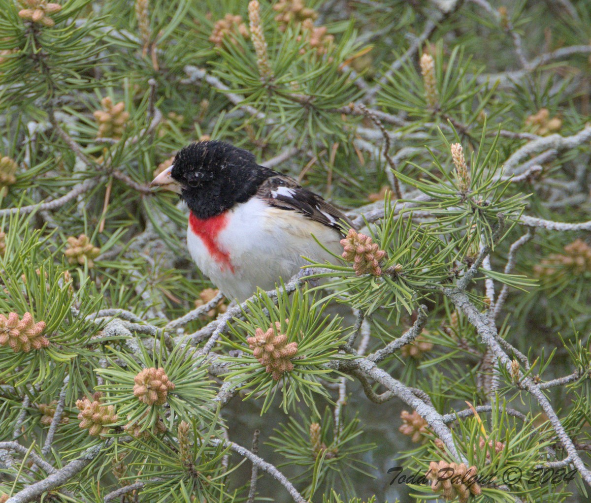 Rose-breasted Grosbeak - t palgut