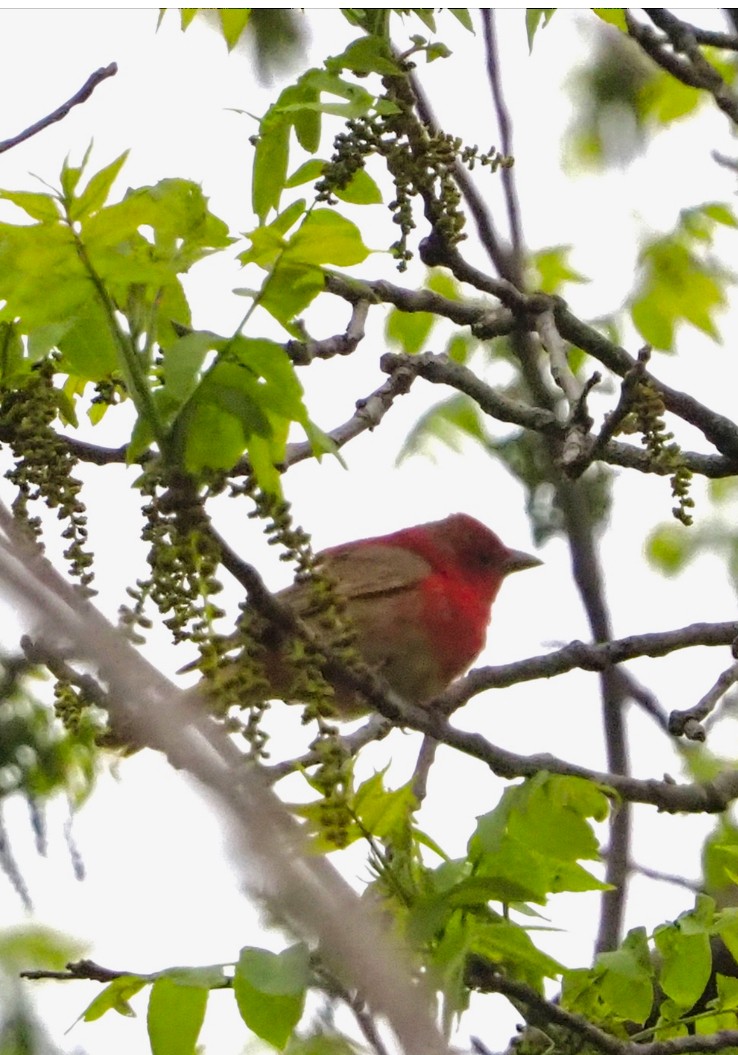 Summer Tanager - ML619063209