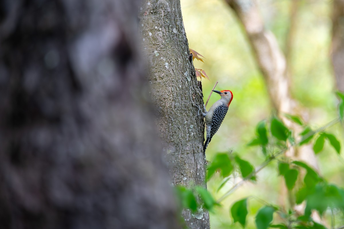 Red-bellied Woodpecker - Alex Busato