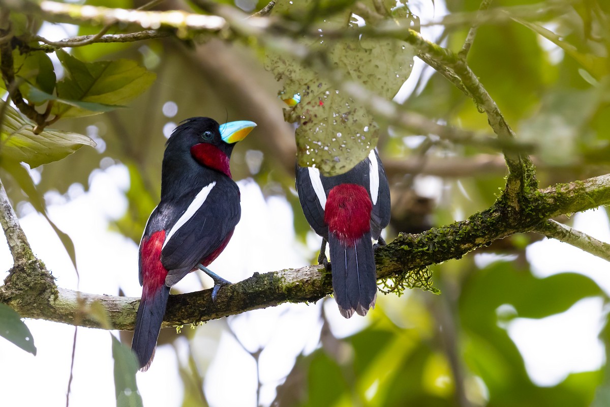Black-and-red Broadbill - Se Chea