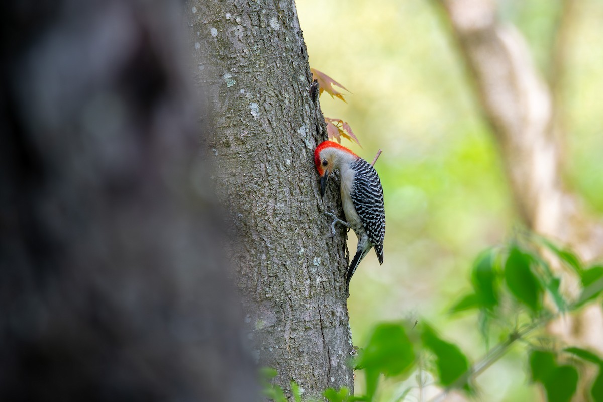 Red-bellied Woodpecker - Alex Busato