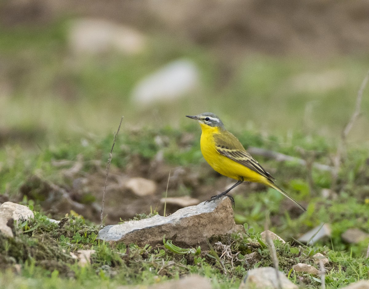 Western Yellow Wagtail - ML619063230