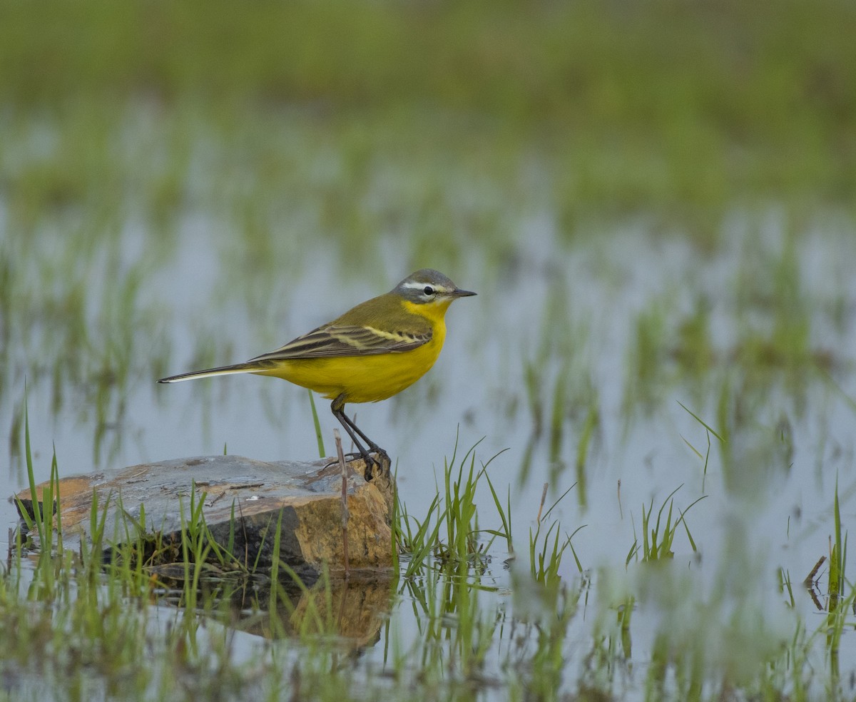 Western Yellow Wagtail - ML619063239