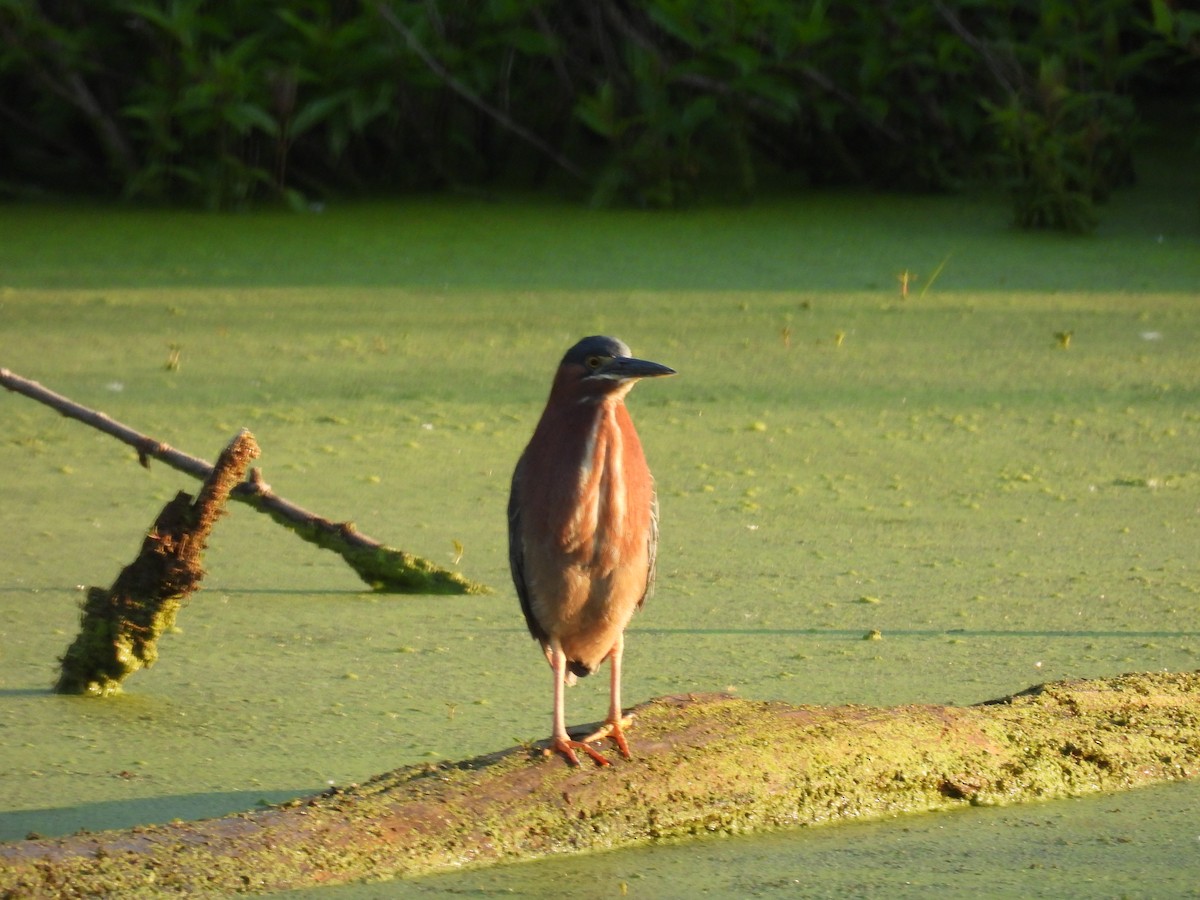 Green Heron - Corinna Honscheid