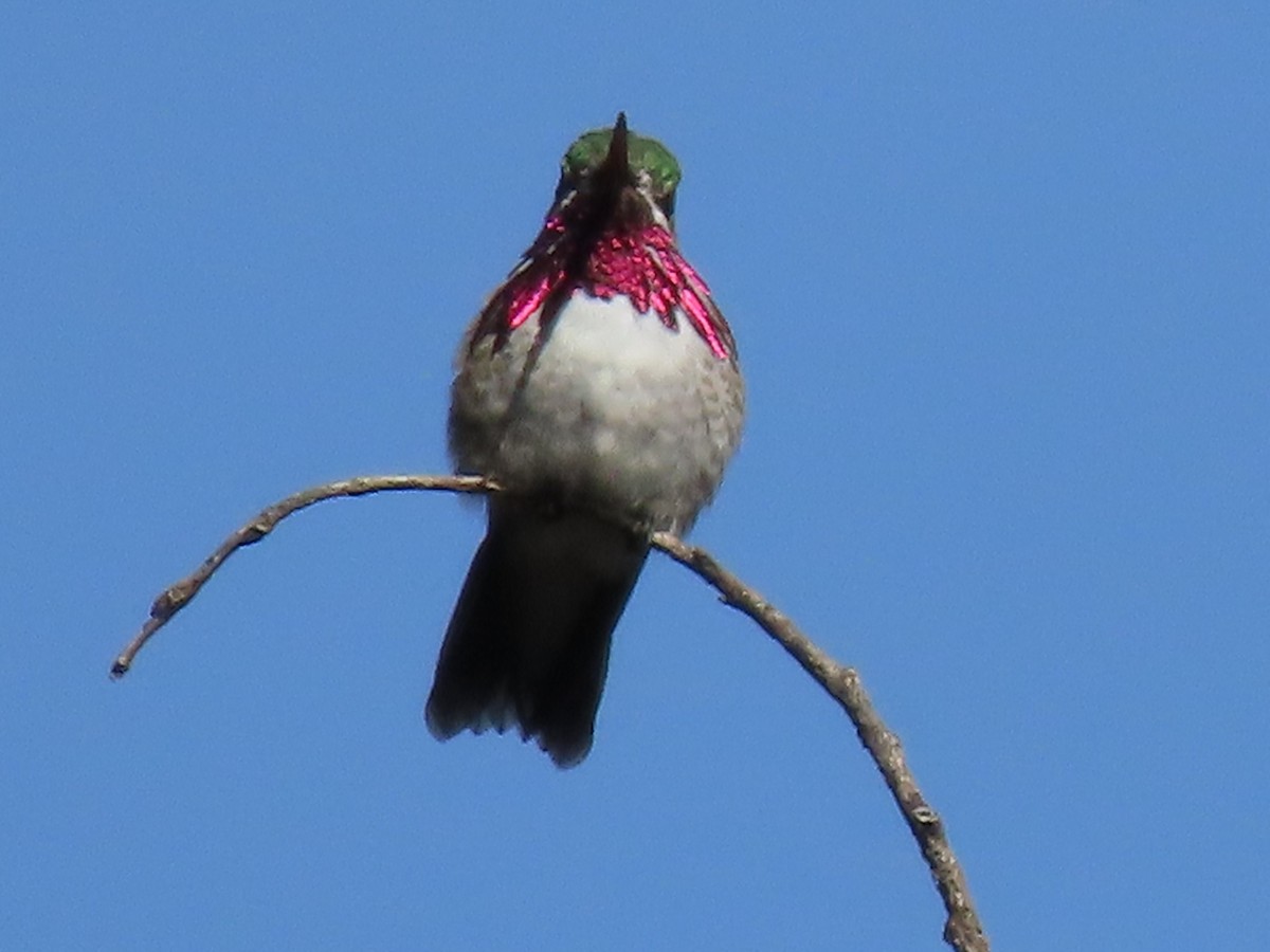 Calliope Hummingbird - Deborah Essman