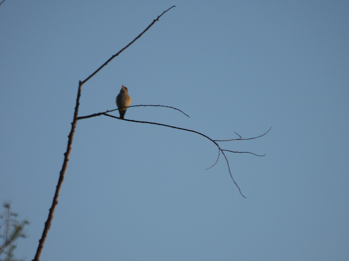 Eastern Wood-Pewee - ML619063258